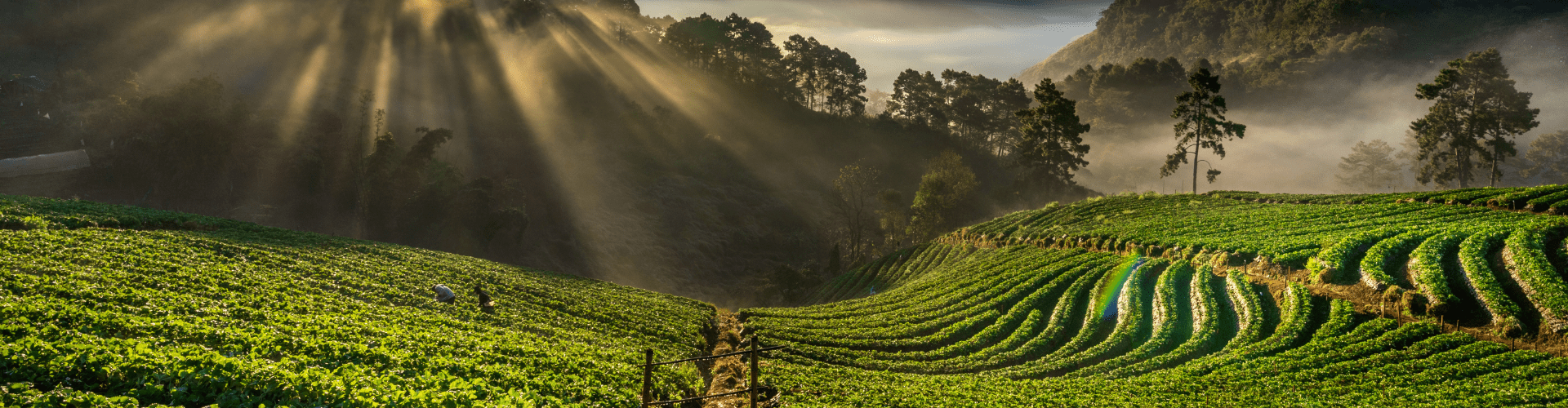 Mysore and Coorg Tour